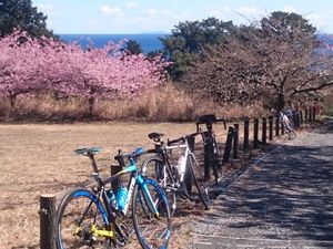 170211東伊豆自転車016.jpg