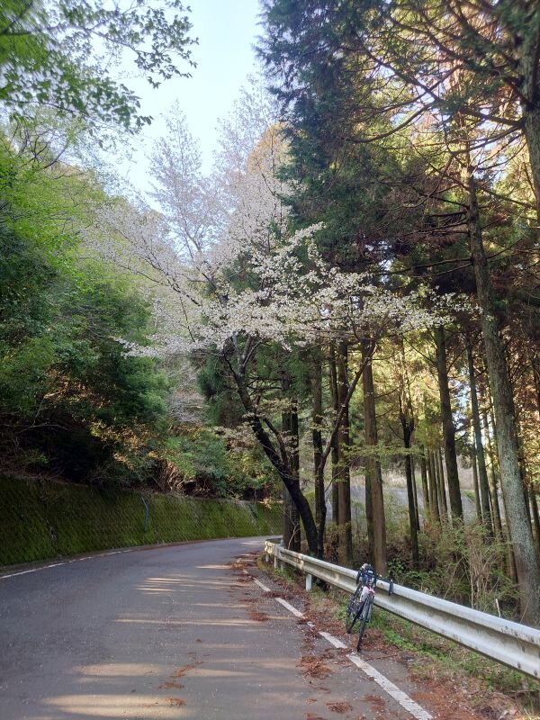 http://ayu2.com/Bicycle/bicphoto/20250414_151945.jpg