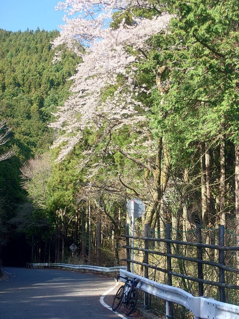 http://ayu2.com/Bicycle/bicphoto/20250414_152721.jpg