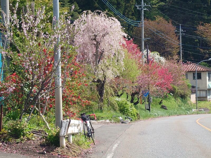 http://ayu2.com/Bicycle/bicphoto/20250429_091658.jpg