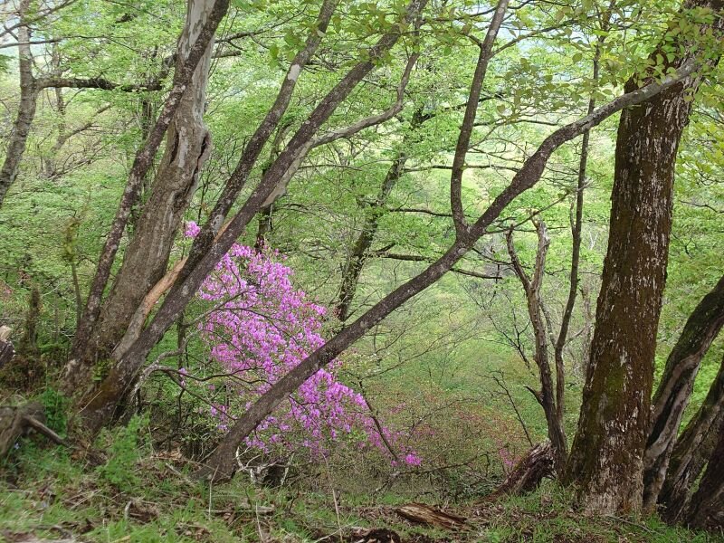 http://ayu2.com/Bicycle/bicphoto/20250511_112837.jpg