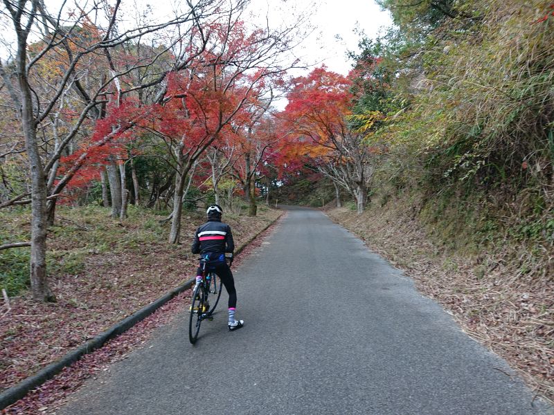 http://ayu2.com/Bicycle/bicphoto/211205%E6%88%BF%E7%B7%8F%E7%B4%85%E8%91%89%E3%83%84%E3%83%BC%E3%83%AA%E3%83%B3%E3%82%B0023.jpg