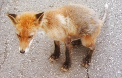 fox.JPG